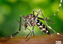 Índice de infestação do mosquito da dengue está alto e cuidados devem ser redobrados