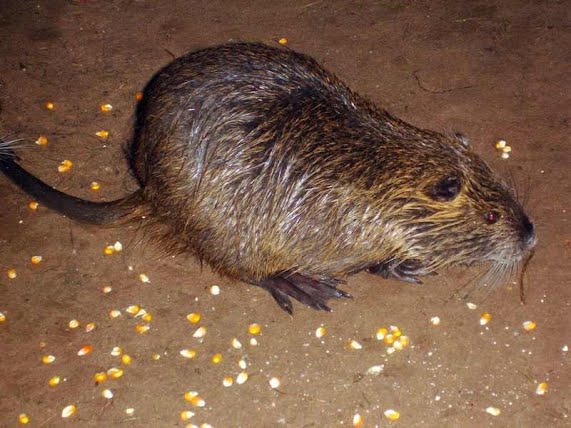 RATÃO DO BANHADO, O MAIOR RATO QUE JÁ VI!