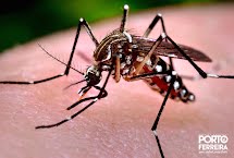 Mesmo com tempo seco, população deve manter cuidados contra o mosquito da dengue e febre amarela