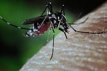 Período de chuvas exige cuidados contra o mosquito da dengue