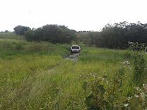 Fiat com placa de Pirassununga é localizado abandonado em área de brejo em Porto Ferreira