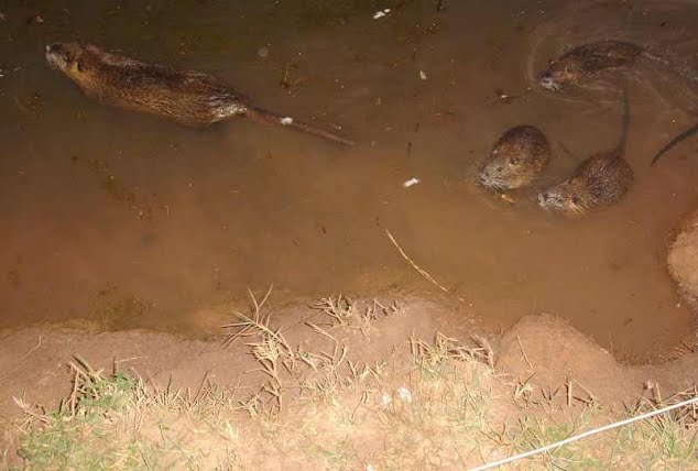 Rato banhado é encontrado no centro de Ibiporã 