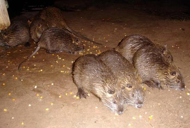 Rato banhado é encontrado no centro de Ibiporã 