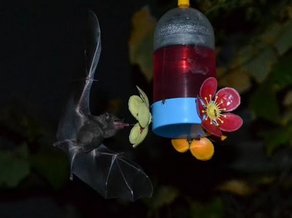 Morcegos saqueiam alimentador de beija-flores durante a noite - Noticias  PORTO FERREIRA HOJE