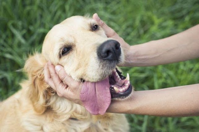 Pets & Saúde: saiba como cuidar da saúde bucal do seu animal de estimação – [Blog GigaOutlet]