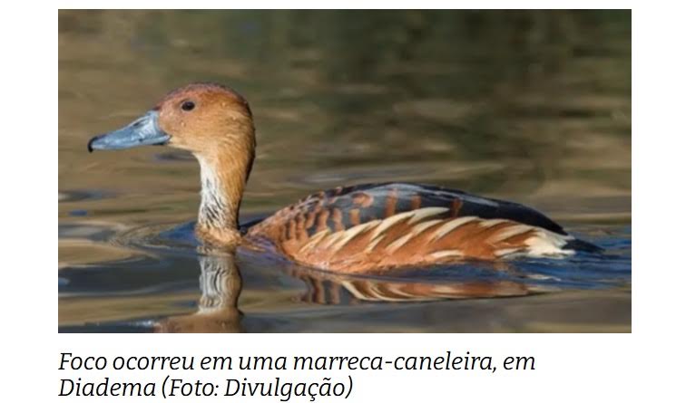 Gripe aviária: primeiro caso de 2025 no estado de SP é confirmado em Diadema