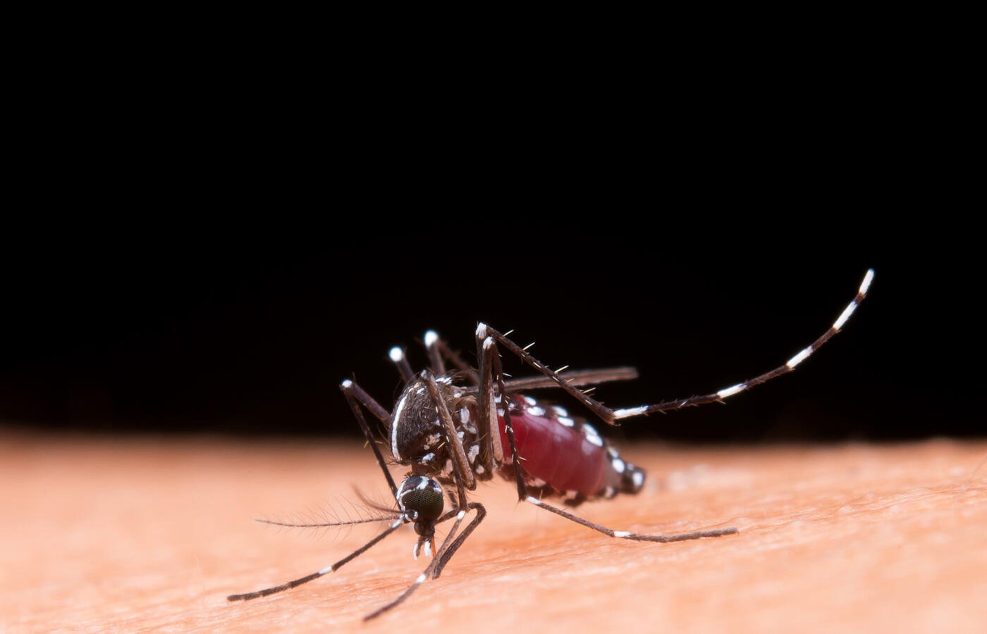Mosquito macro photography