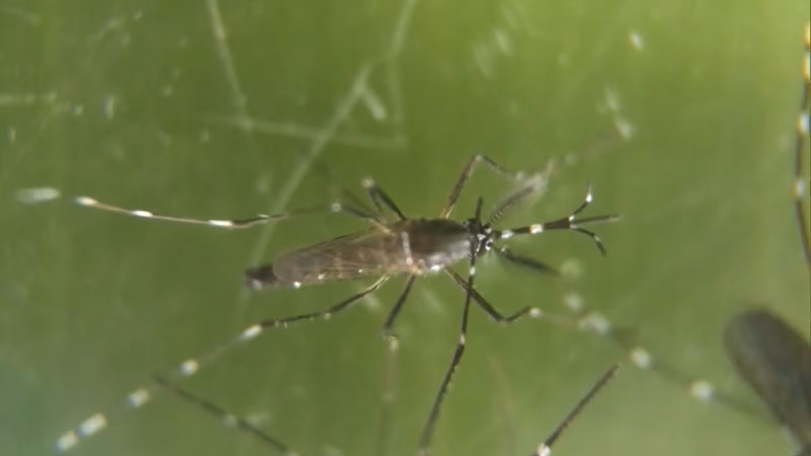 Surto de chikungunya atinge recorde na China e governo adota medidas rígidas para conter vírus