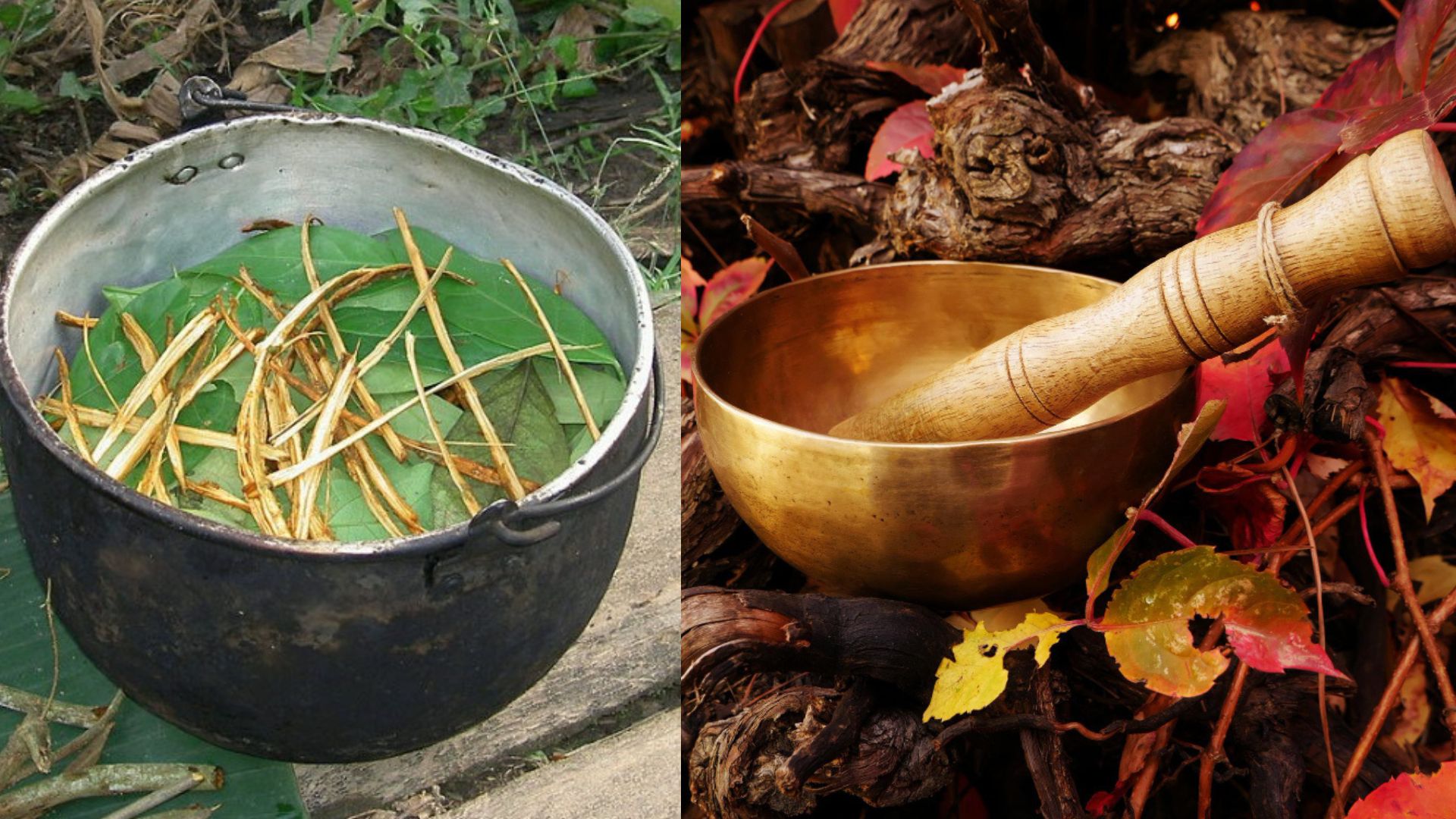 USP Ribeirão busca voluntárias para estudos com ayahuasca e cetamina