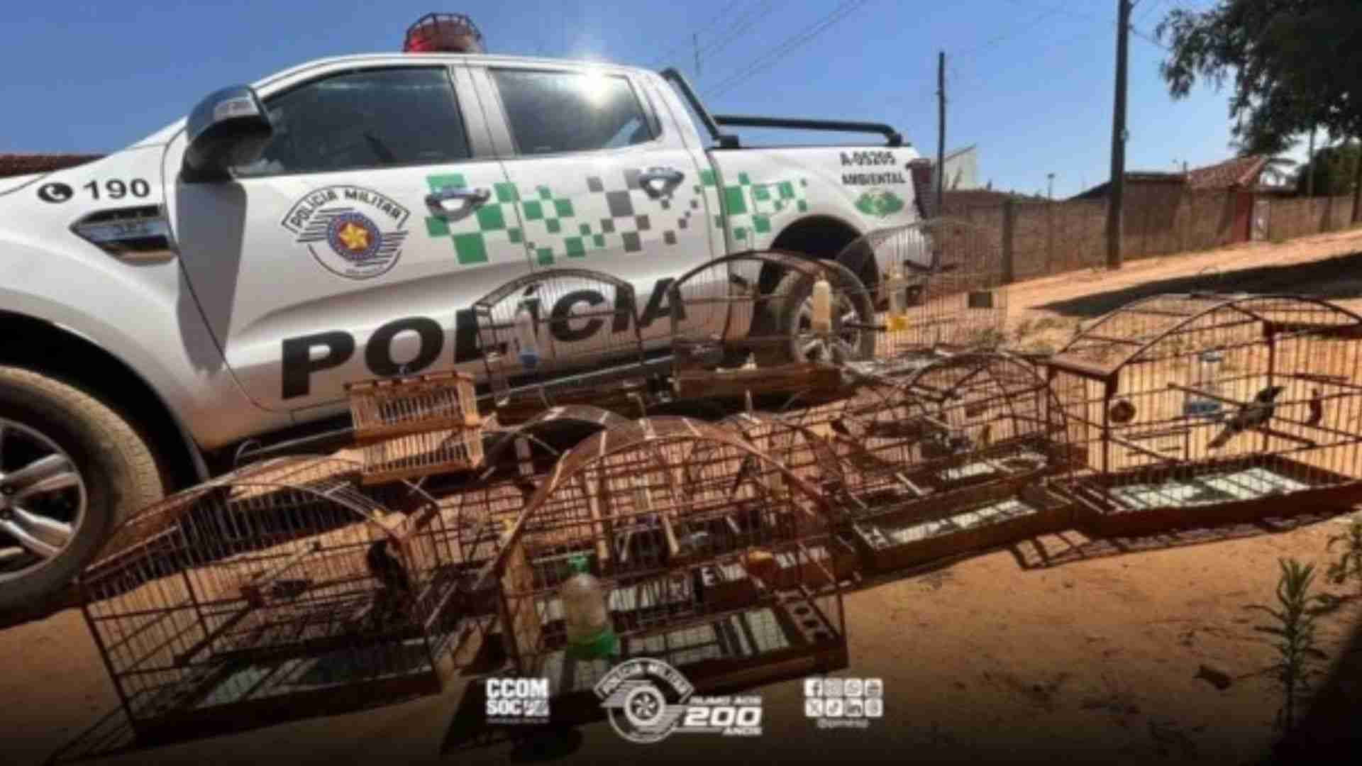 Operação da Polícia Ambiental resgata aves silvestres e apreende pássaros ameaçados de extinção em Tambaú