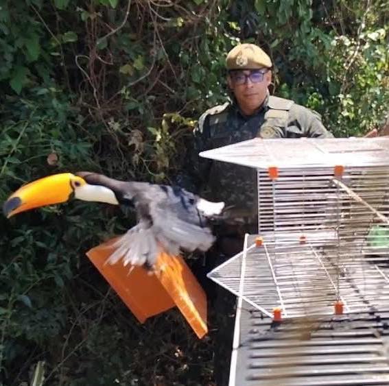 Moradora é multada por manter aves silvestres em cativeiro