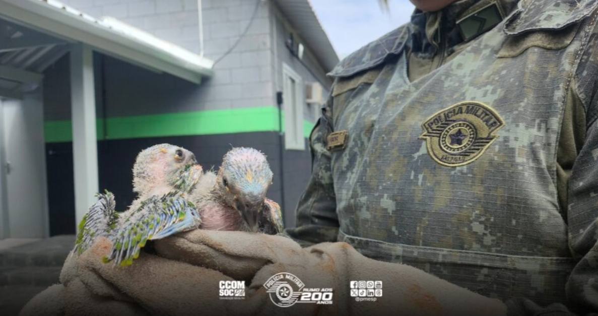 Polícia Ambiental apreende filhotes de papagaio transportados de forma irregular em rodovia de São Paulo