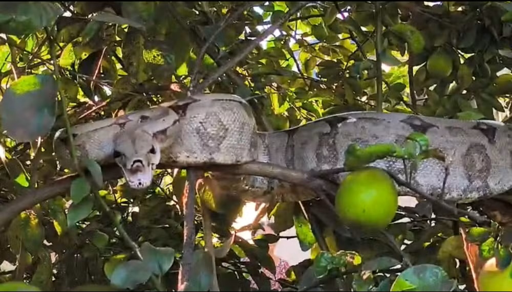 Cobra de 2 metros é encontrada em pé de limão e mobiliza Defesa Civil no interior de SP