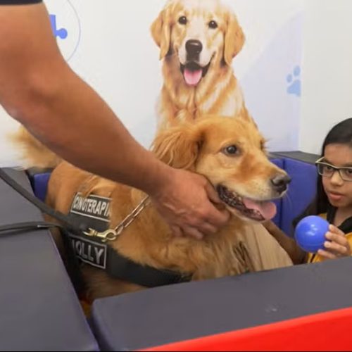 Cão doutor ganha consultório para atender crianças neurodivergentes em Rio Claro