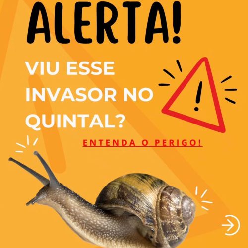 Secretaria de Meio Ambiente orienta sobre como agir ao encontrar caramujo-africano em Porto Ferreira