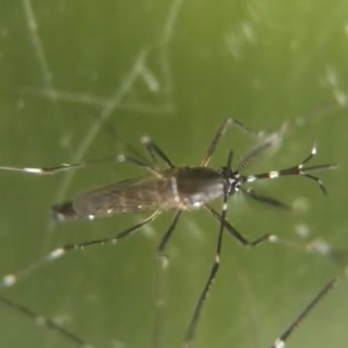 Surto de chikungunya atinge recorde na China e governo adota medidas rígidas para conter vírus