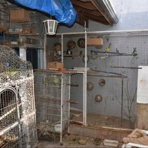 Fiscalização em Brotas resulta em multa de R$ 272 mil por irregularidades com 78 animais