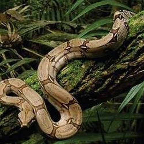 1º Curso sobre Serpentes será realizado em Porto Ferreira