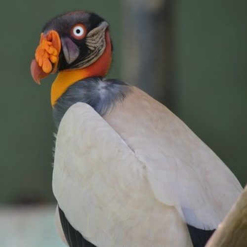 Leme: Um ano após, ovo de urubu rei é novamente furtado no Bosque