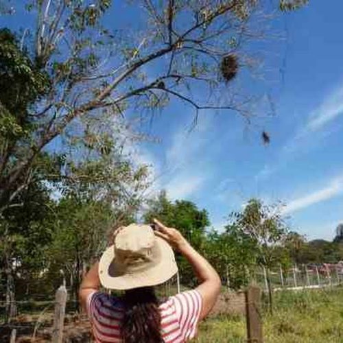 Observação de Aves na Fazenda Nova em Mococa