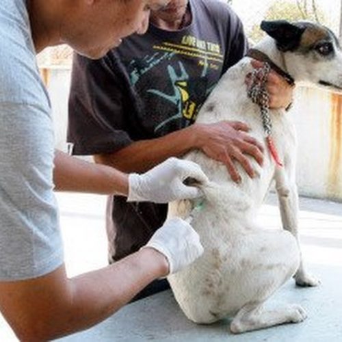 Vacinação contra raiva em cães e gatos acontece neste sábado; veja locais