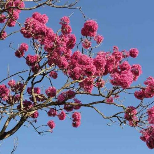 Floração de ipês dá um colorido especial a cidade