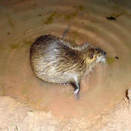 Ratão-do-banhado atrai curiosos no Parque Henriqueta Libertucci