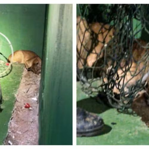 Onça-parda é resgatada em restaurante temático no interior de SP