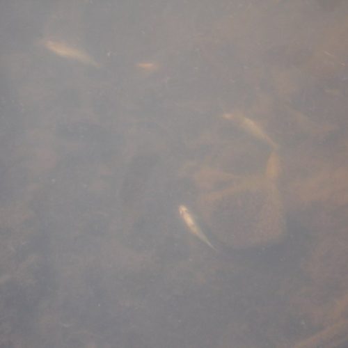 Morte de peixes no Rio Mogi Guaçu