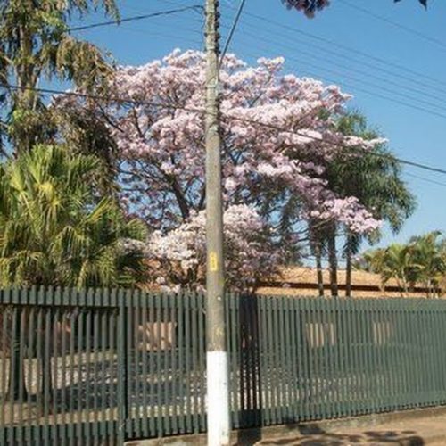 Agora é a vez do ipê-de-el-salvador florescer