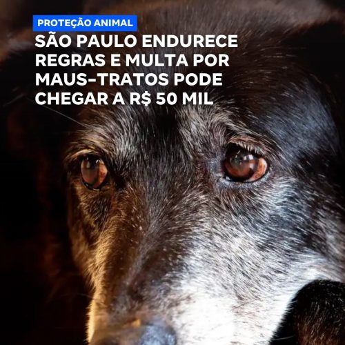 São Paulo endurece punições para maus-tratos a animais