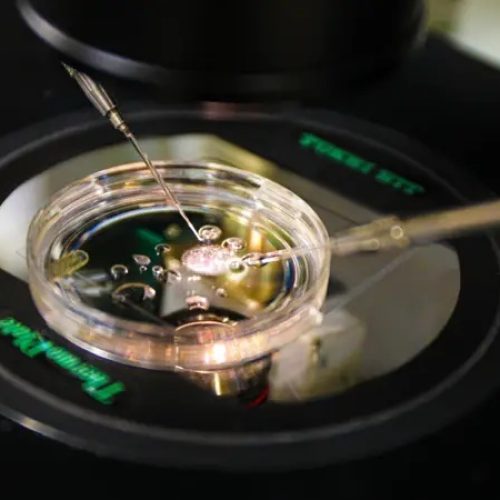 Cientistas criam embrião humano a partir de células da pele