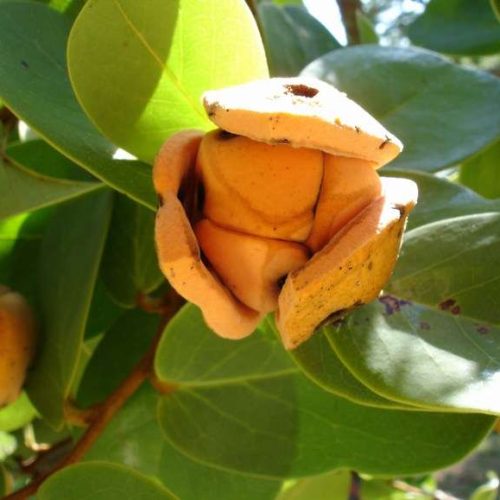 Porto Ferreira Hoje apresenta Imagens do Cerrado – III