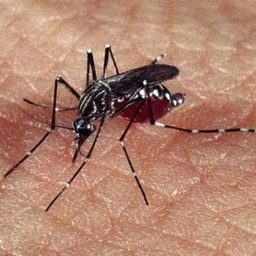 Número de pessoas com dengue aumenta em Porto Ferreira