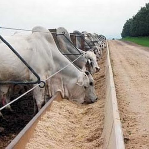 USP de Pirassununga desenvolve nova tecnologia para rastreamento de bovino