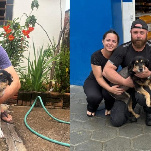 Arteris Intervias entrega cães resgatados a novas famílias e alerta sobre aumento de abandono