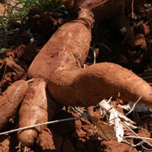 USP Pirassununga desenvolve “salgadinho” de mandioca