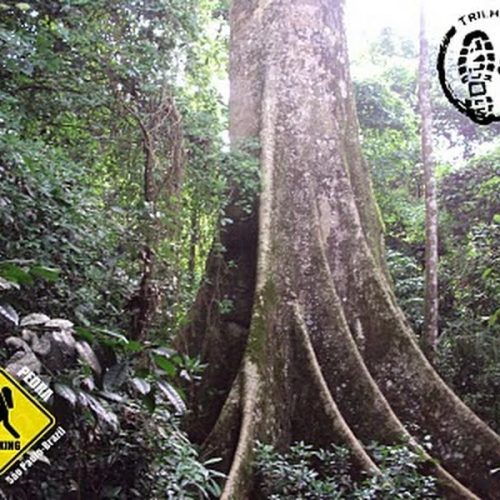Trilha das Árvores Gigantes do Parque Estadual de Porto Ferreira