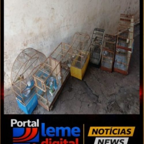 Polícia Ambiental apreende nove aves silvestres mantidas irregularmente em Leme (SP)