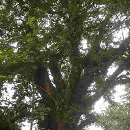 Copaíba, da floresta à farmácia, primeiros passos já percorridos