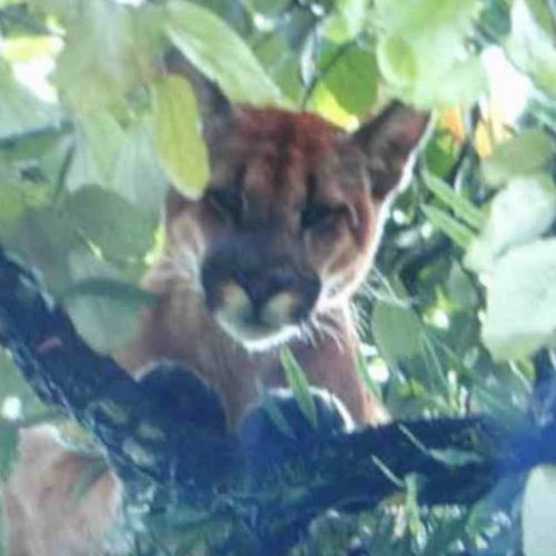Onça parda é encontrada num rancho em Porto Ferreira