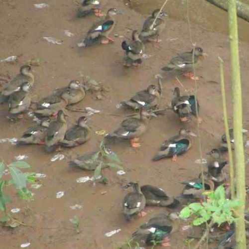 Marrecos selvagens foram avistados embaixo do Minhocão