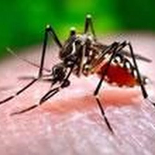 Porto Ferreira registra primeiro caso de dengue em 2011
