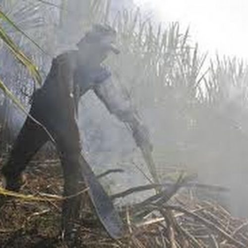 Área de cana colhida sem queima da palha em SP chega a 63% em 2010