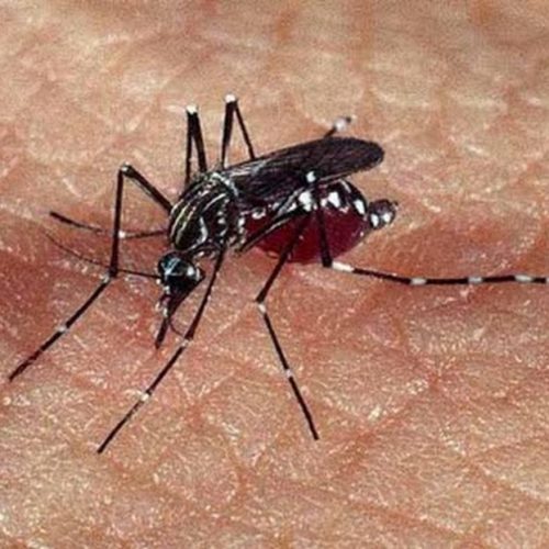 Casos de dengue caem quase 93% em São Paulo