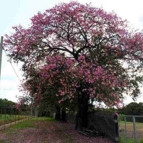 Paineira atrai a atenção por sua bela floração