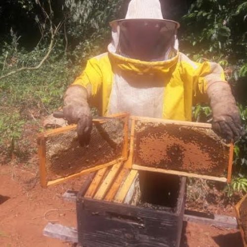 Pirassununga: Apicultores sofrem com morte de abelhas devido a agrotóxico