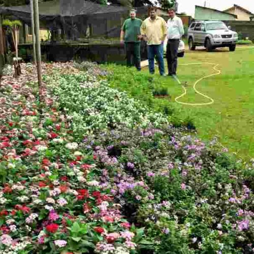 Porto Ferreira e cidades da região investem em arborização e paisagismo