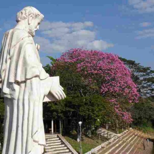 Floração de ipê é atração na Área de Lazer