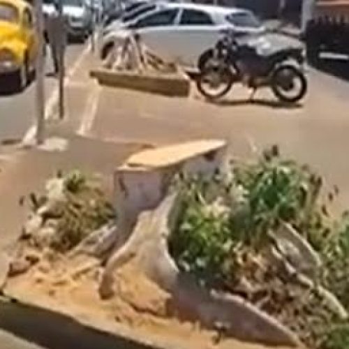 Santa Cruz das Palmeiras: corte de 18 figueiras em avenida central revolta população